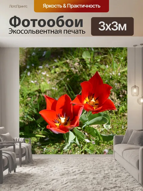 Фотообои Тюльпаны