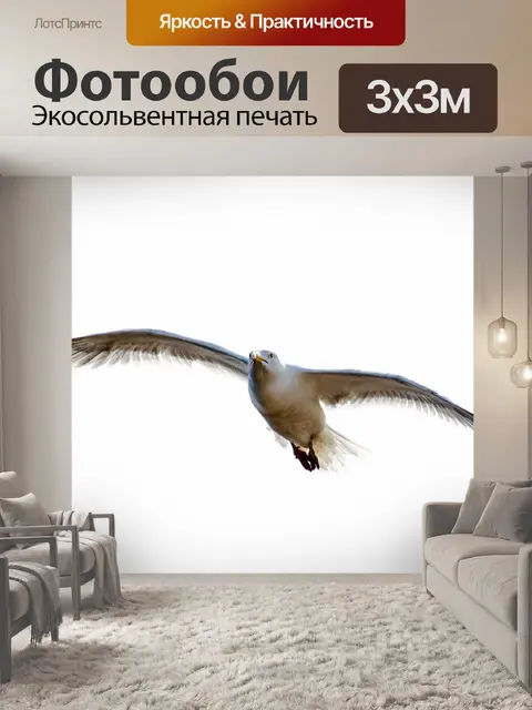 Фотообои Чайка