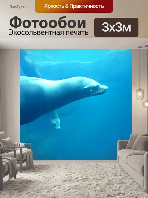 Фотообои Морской лев