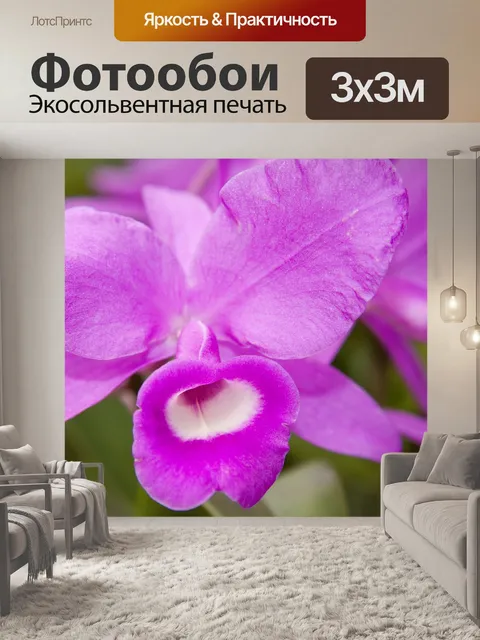 Фотообои Орхидеи