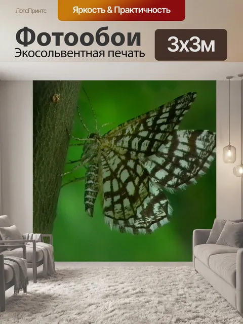 Фотообои Бабочка