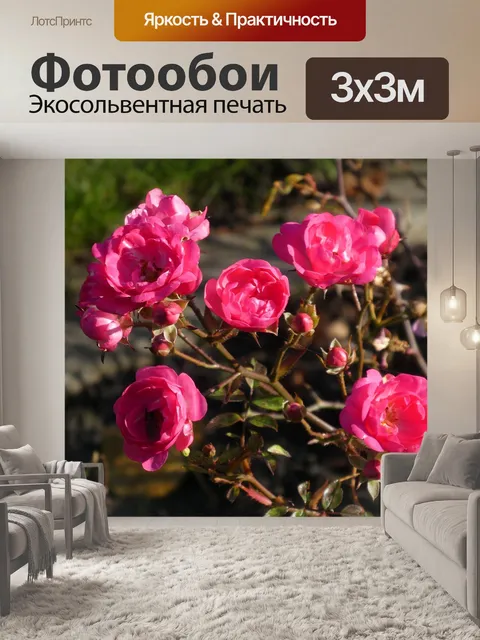Фотообои Мини-роза