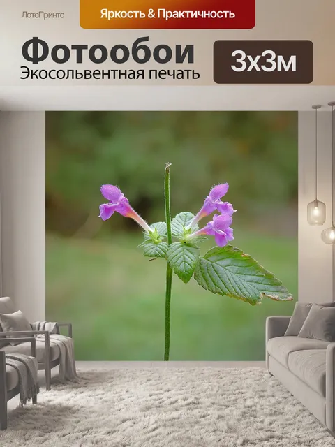 Фотообои Луг