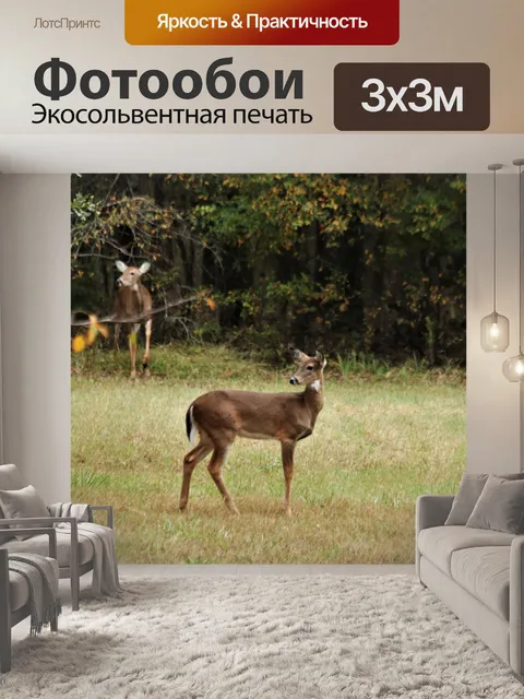 Фотообои Молодой белохвостый олень осенью 2