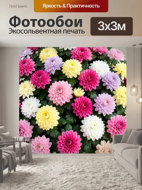 Фотообои Многоцветные хризантемы в цветении