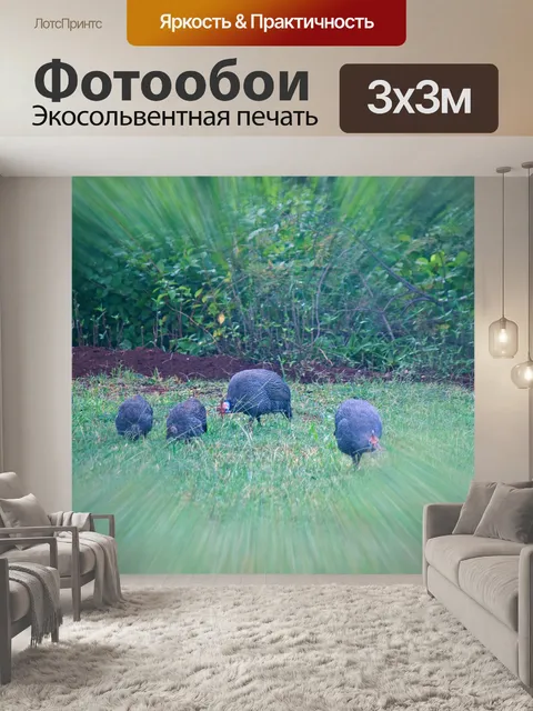 Фотообои зум взрывное изображение цесарки