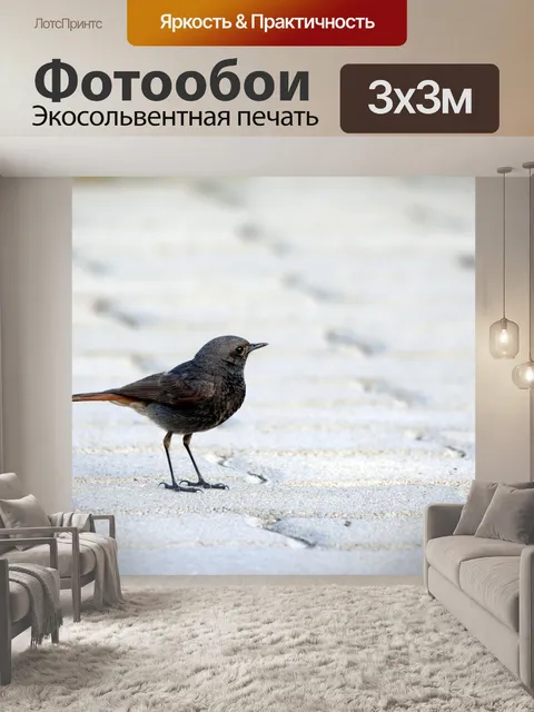Фотообои Птица