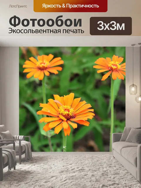 Фотообои Три оранжевые цветы циннии