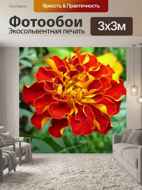 Фотообои Бархатцы