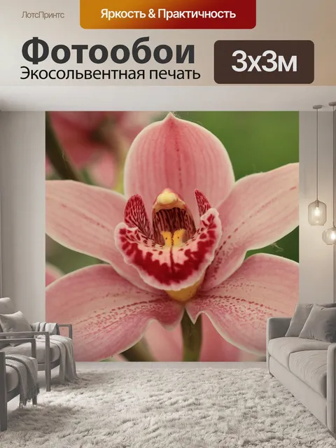 Фотообои Орхидея