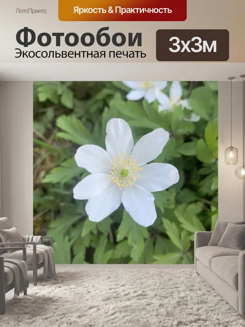 Фотообои Цветок