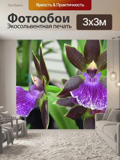 Фотообои Фиолетовых орхидей
