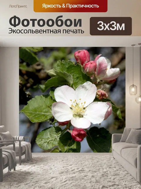 Фотообои Цветы яблони