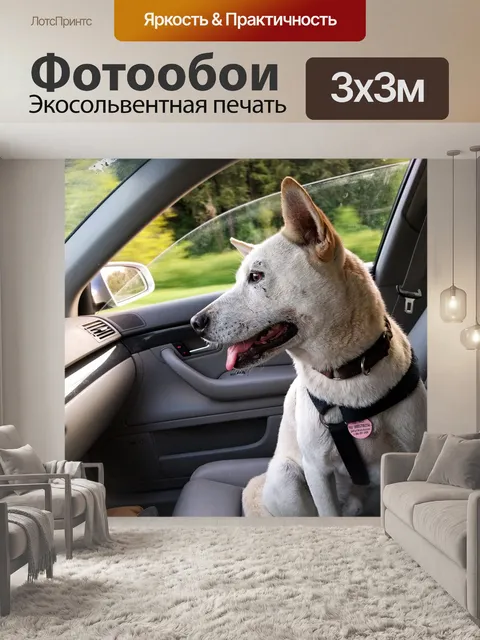 Фотообои Собака