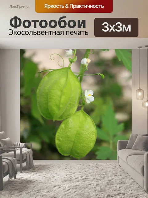 Фотообои Фрукты