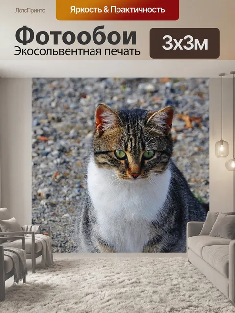 Фотообои Кошка