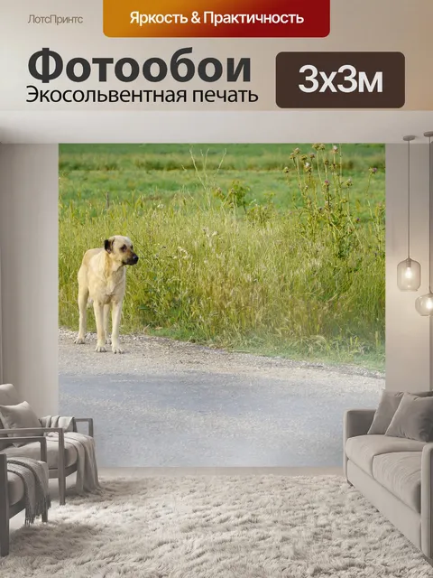 Фотообои Собака
