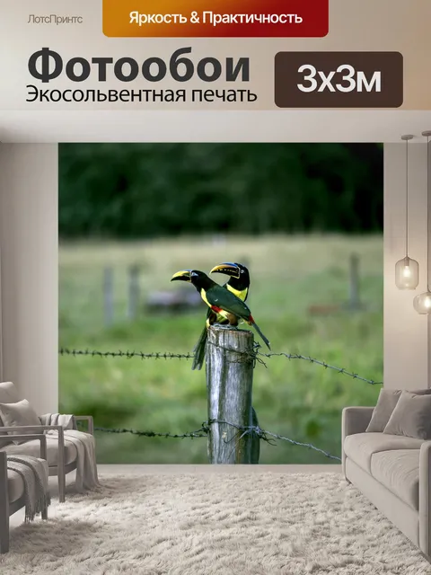 Фотообои Araçari