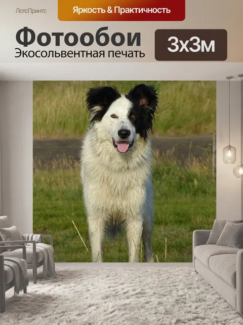 Фотообои Собака