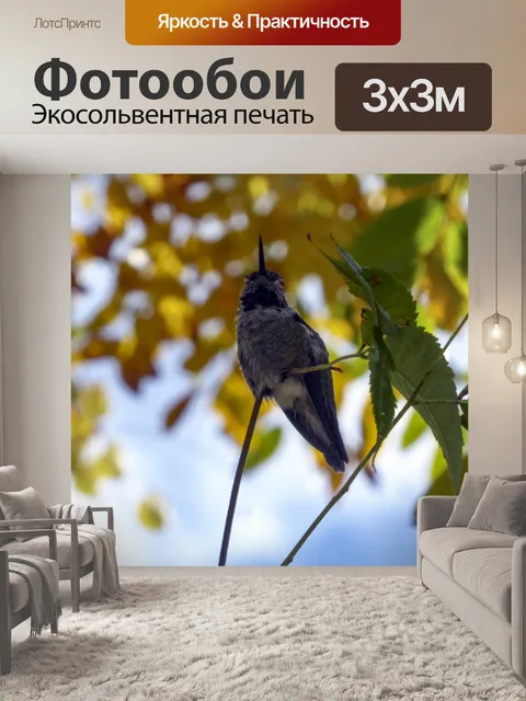Фотообои Молодой неухоженный колибри