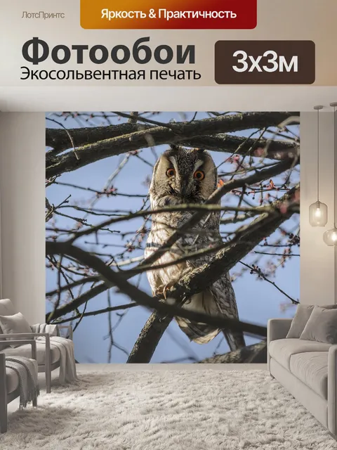 Фотообои Сова