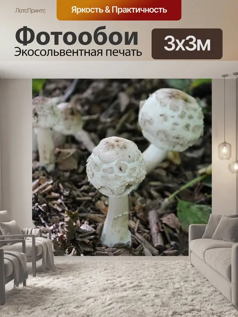 Фотообои Грибы