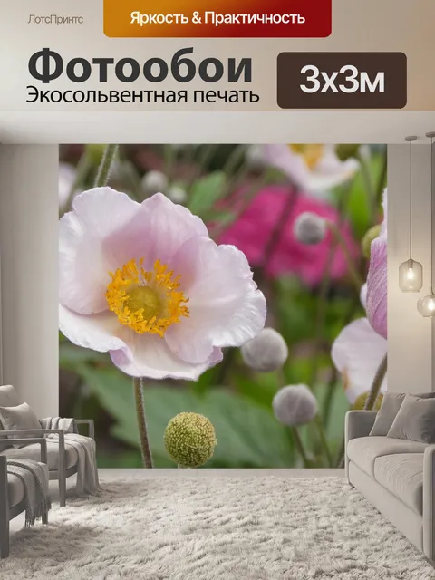Фотообои Анемоны