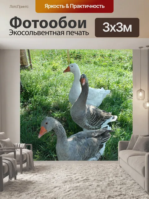 Фотообои Гуси