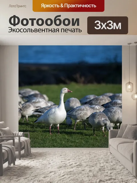 Фотообои Гуси