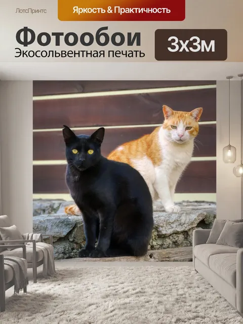 Фотообои Кот