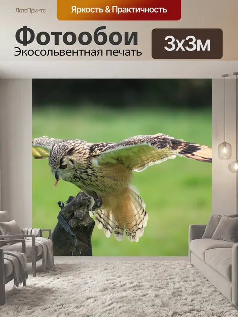 Фотообои Сова