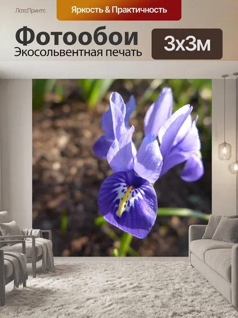 Фотообои Ирис