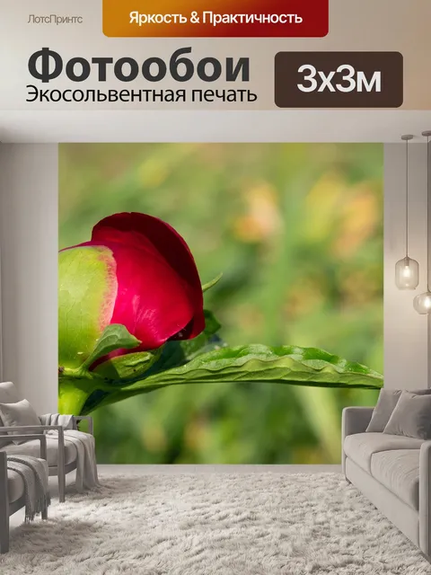 Фотообои Пион