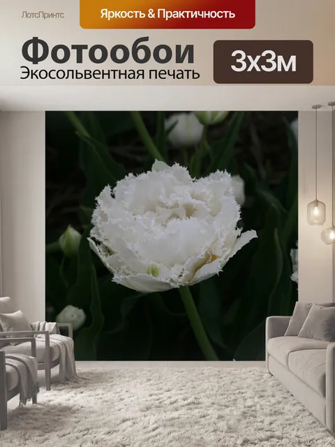 Фотообои Тюльпан