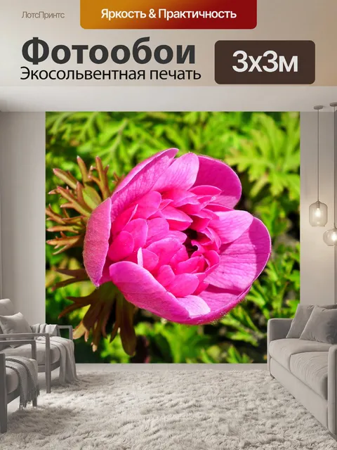 Фотообои Анемон