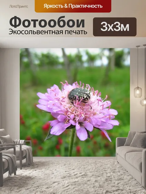 Фотообои Цветок розы