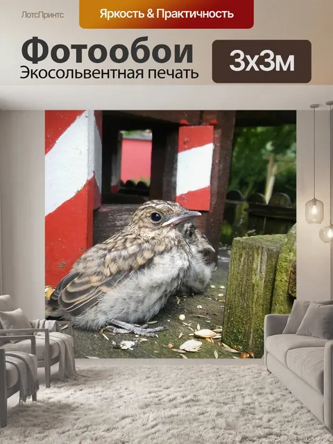 Фотообои Птица