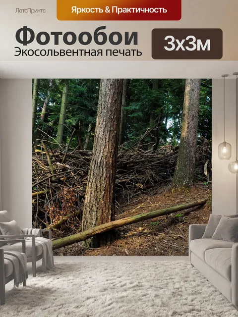 Фотообои Лес