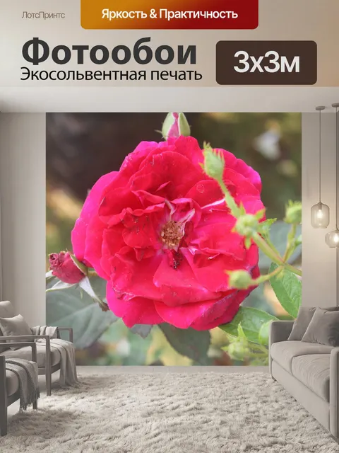 Фотообои Роза