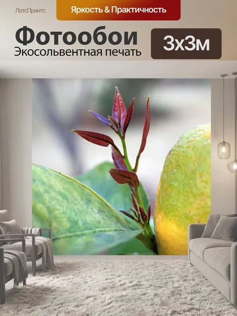 Фотообои Лимонное дерево соцветие