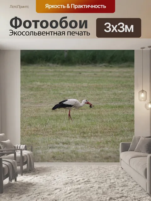 Фотообои Аист