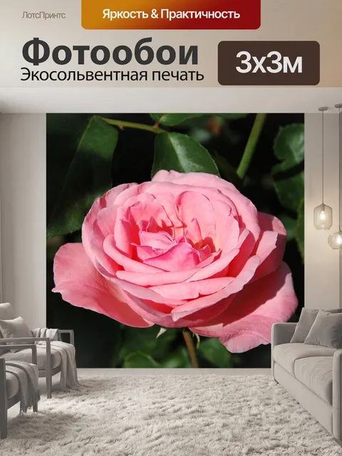Фотообои Благородная роза