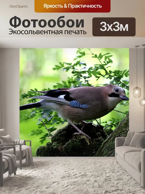 Фотообои Сойка