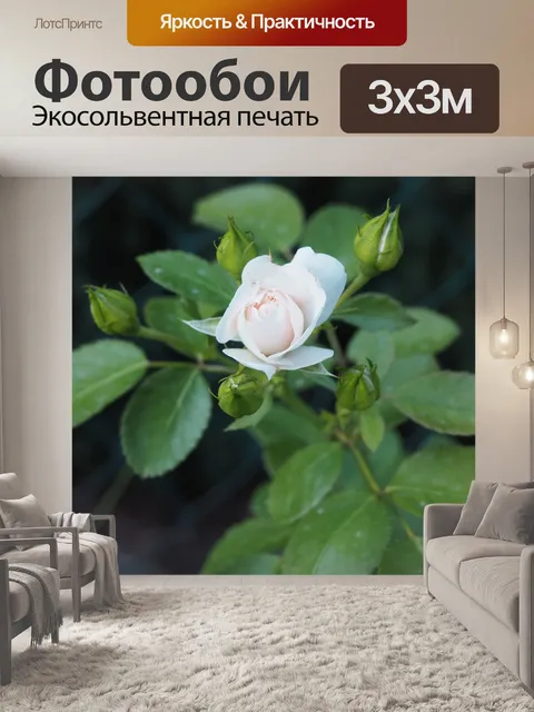 Фотообои Роза