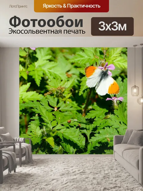 Фотообои Бабочка