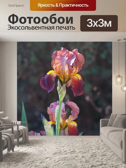 Фотообои солнце на розовом цветке ириса