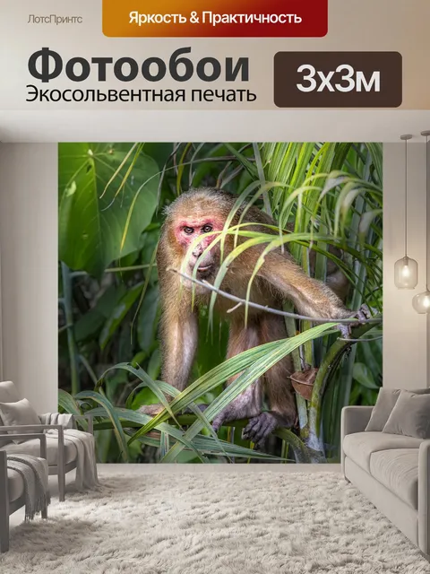 Фотообои Макака