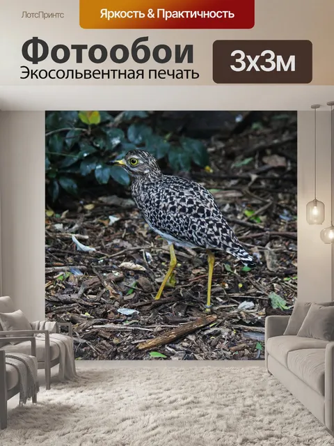 Фотообои пятнистая толстая коленная птица стоя