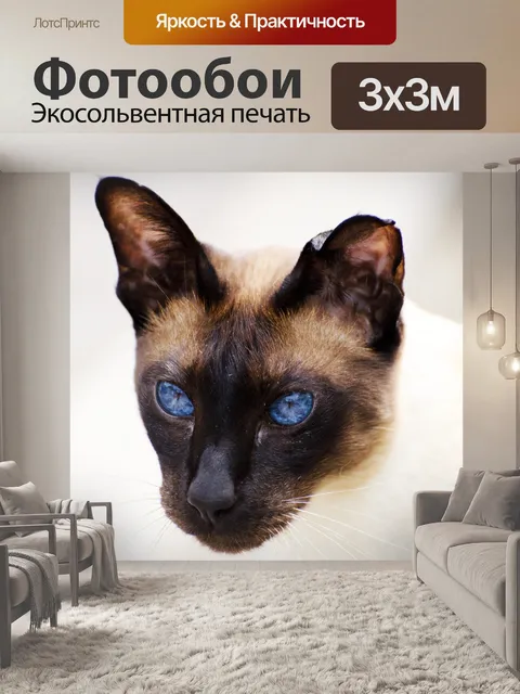 Фотообои Кошка
