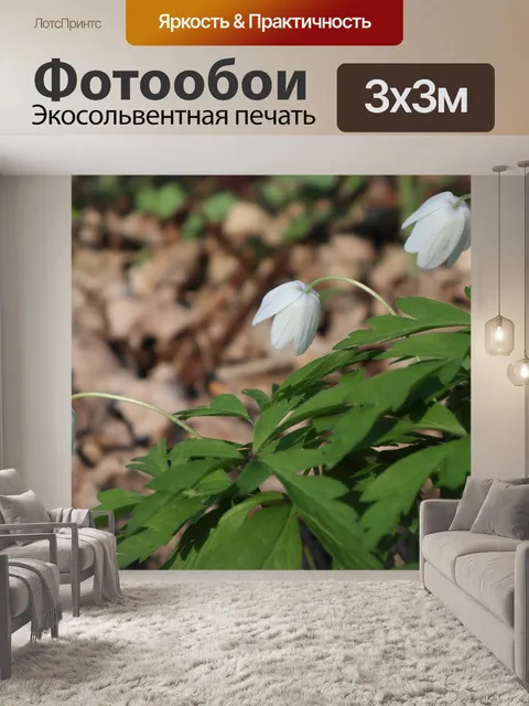 Фотообои Анемоны
